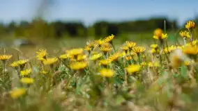 Wiosna w Kętrzynie, maj 2021 r. - zdjęcie 12