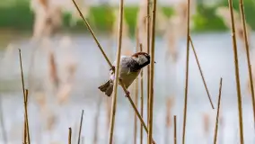 Wiosna w Kętrzynie, maj 2021 r. - zdjęcie 14