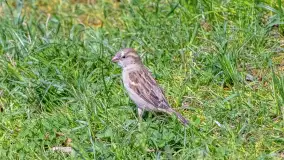 Wiosna w Kętrzynie, maj 2021 r. - zdjęcie 19