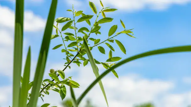 Wiosna w Kętrzynie, maj 2021 r. - zdjęcie 6