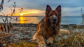 Zachód słońca nad jeziorem Dargin, styczeń 2025 r. - zdjęcie 17