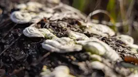 Kanał Kula i mazurska zima... bez śniegu, styczeń 2025 r. - zdjęcie 28