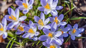 Przedwiośnie w Węgorzewie nad kanałem Młyńskim, marzec 2025 r. - zdjęcie 21