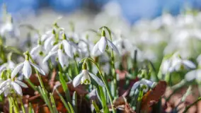 Przedwiośnie w Węgorzewie nad kanałem Młyńskim, marzec 2025 r. - zdjęcie 4