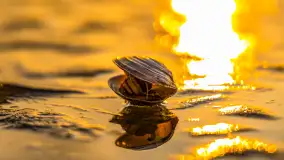 Zachód słońca na Fuledzie, jezioro Dobskie, marzec 2025 r. - zdjęcie 14