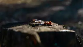 Pole biwakowe nad jeziorem Śniardwy. Okartowo, marze  2025r. - zdjęcie 10