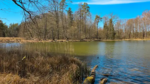 Rezerwat Przyrody Krutynia na wiosennych ujęciach, kwiecień 2025 r. - zdjęcie 3