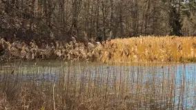 Rezerwat Przyrody Krutynia na wiosennych ujęciach, kwiecień 2025 r. - zdjęcie 5