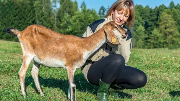 Kremowy smak Mazur – idealny na stół wielkanocny od Chèvre au lait - zdjęcie 6