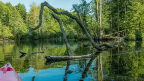 Popołudniowy spływ na Krutyni, sierpień 2025 r. - zdjęcie 18