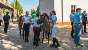 Fotorelacja - 70 lat konika polskiego w Popielnie – jubileuszowe spotkanie - zdjęcie 15