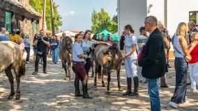 Fotorelacja - 70 lat konika polskiego w Popielnie – jubileuszowe spotkanie - zdjęcie 30