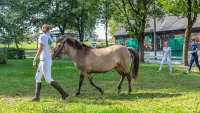 Fotorelacja - 70 lat konika polskiego w Popielnie – jubileuszowe spotkanie - zdjęcie 14