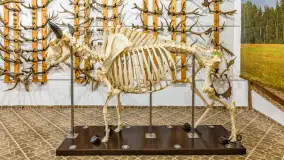 Fotorelacja - 70 lat konika polskiego w Popielnie – jubileuszowe spotkanie - zdjęcie 64