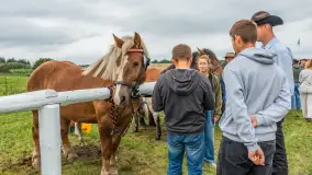 Sulimiada 2025 – przegląd źrebiąt i rodzinny piknik w Sulimach - zdjęcie 18