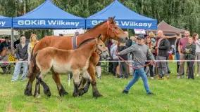 Sulimiada 2025 – przegląd źrebiąt i rodzinny piknik w Sulimach - zdjęcie 3