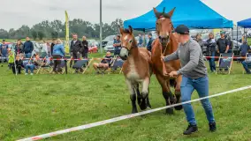 Sulimiada 2025 – przegląd źrebiąt i rodzinny piknik w Sulimach - zdjęcie 10