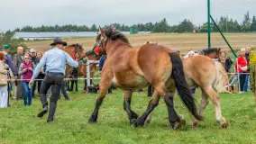 Sulimiada 2025 – przegląd źrebiąt i rodzinny piknik w Sulimach - zdjęcie 16
