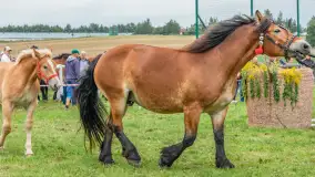 Sulimiada 2025 – przegląd źrebiąt i rodzinny piknik w Sulimach - zdjęcie 19