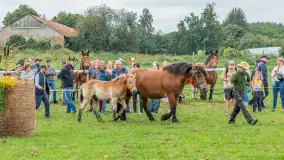 Sulimiada 2025 – przegląd źrebiąt i rodzinny piknik w Sulimach - zdjęcie 26