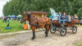 Sulimiada 2025 – przegląd źrebiąt i rodzinny piknik w Sulimach - zdjęcie 34