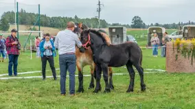Sulimiada 2025 – przegląd źrebiąt i rodzinny piknik w Sulimach - zdjęcie 37