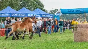 Sulimiada 2025 – przegląd źrebiąt i rodzinny piknik w Sulimach - zdjęcie 59