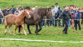 Sulimiada 2025 – przegląd źrebiąt i rodzinny piknik w Sulimach - zdjęcie 66