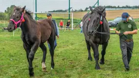 Sulimiada 2025 – przegląd źrebiąt i rodzinny piknik w Sulimach - zdjęcie 81