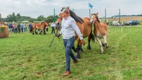 Sulimiada 2025 – przegląd źrebiąt i rodzinny piknik w Sulimach - zdjęcie 109