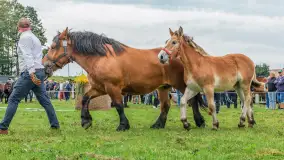 Sulimiada 2025 – przegląd źrebiąt i rodzinny piknik w Sulimach - zdjęcie 87