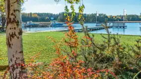 Jesienna wersja Ognistego Ptaka w Ogonkach, październik 2025 r. - zdjęcie 8