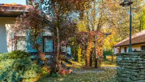 Jesienna wersja Ognistego Ptaka w Ogonkach, październik 2025 r. - zdjęcie 19