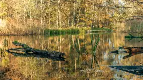 Jesień w Rezerwacie Przyrody Krutynia, październik 2025 r. - zdjęcie 66