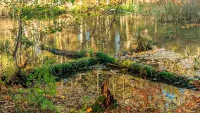 Jesień w Rezerwacie Przyrody Krutynia, październik 2025 r. - zdjęcie 65