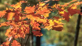 Mazurska jesień nad jeziorem Wesołek, październik 2025 r. - zdjęcie 7