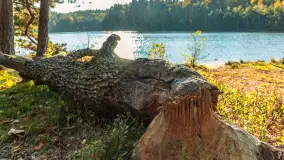 Mazurska jesień nad jeziorem Wesołek, październik 2025 r. - zdjęcie 12