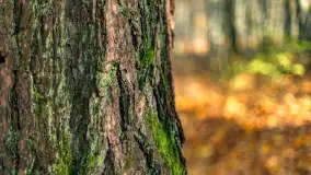 Spacer po Lesie Miejskim w Giżycku, listopad 2025 r. - zdjęcie 54