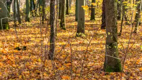 Spacer po Lesie Miejskim w Giżycku, listopad 2025 r. - zdjęcie 56