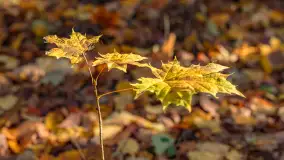 Spacer po Lesie Miejskim w Giżycku, listopad 2025 r. - zdjęcie 52