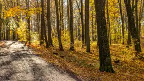 Spacer po Lesie Miejskim w Giżycku, listopad 2025 r. - zdjęcie 46