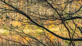 Spacer po Lesie Miejskim w Giżycku, listopad 2025 r. - zdjęcie 41