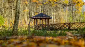 Spacer po Lesie Miejskim w Giżycku, listopad 2025 r. - zdjęcie 23