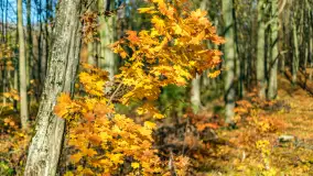 Spacer po Lesie Miejskim w Giżycku, listopad 2025 r. - zdjęcie 11