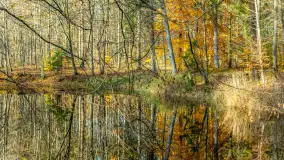 Spacer po Lesie Miejskim w Giżycku, listopad 2025 r. - zdjęcie 15