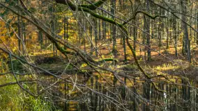 Spacer po Lesie Miejskim w Giżycku, listopad 2025 r. - zdjęcie 12