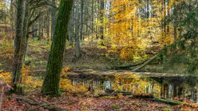 Spacer po Lesie Miejskim w Giżycku, listopad 2025 r. - zdjęcie 4