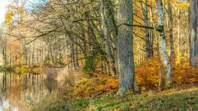 Spacer po Lesie Miejskim w Giżycku, listopad 2025 r. - zdjęcie 29