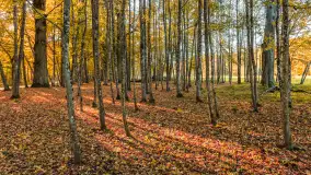 Jesień w Rezerwacie Przyrody Sztynort, październik 2025 r. - zdjęcie 39