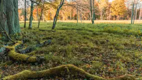 Jesień w Rezerwacie Przyrody Sztynort, październik 2025 r. - zdjęcie 41